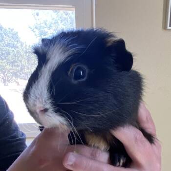 Rescue Guinea Pig Guinea Pigs for Adoption in Kanab, Utah - Graham | PetCurious